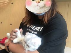 -飞行喵MR PILOT|猫舍·猫咖(静安大融城店)