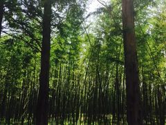 -黄海国家森林公园