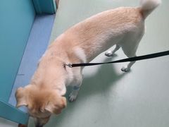 -北京观赏动物医院·24小时大型综合·猫专科·异宠专科