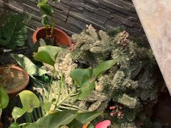 -泰古龙抓龙筋·spa按摩(静安店)