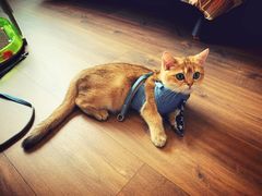 -猫大福·Fortune Cat猫舍(百子湾店)