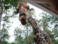 -清迈夜间动物园