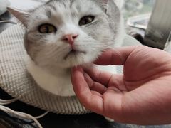 -共舞时光猫咖·狗咖(新街口店)