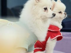 -怪兽屋·羊驼·猫咖·狗咖(俊华广场店)