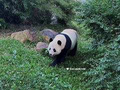 -广州动物园