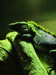 -Zoolung Zoolung动物主题公园(海信广场店)