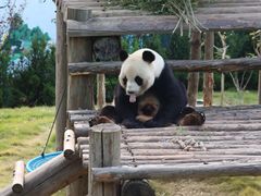 -西霞口神雕山野生动物世界