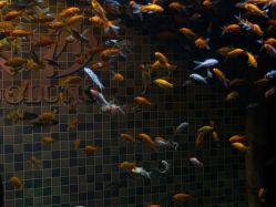 -Zoolung Zoolung动物主题公园(海信广场店)