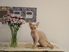 -萌兽医馆·犬猫专科·眼科中心·宠物医院(朝阳门分院)