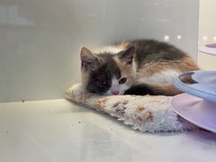 -小猫来了·猫舍(红山六九七九店)