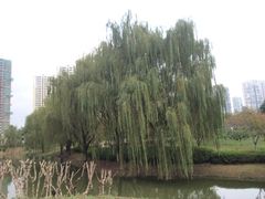 iphone_upload_pic-白塘生态植物园