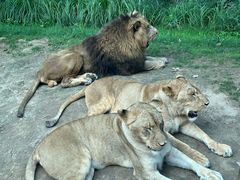 -北京野生动物园