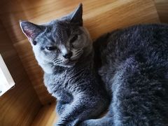 -酷豆宠物咖啡·宠物美食·撸猫馆