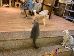 -more than meow吴止猫主题餐厅(承德 中船汇店)