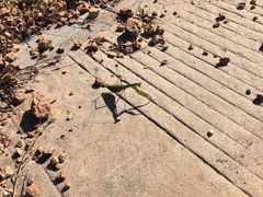 -红山国家森林公园