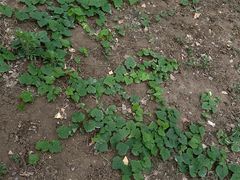 -汉长安城未央宫国家考古遗址公园