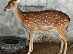 -青峰峡国家森林公园