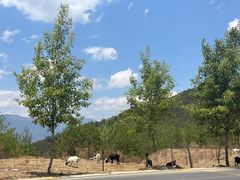 -里格村景区