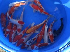 -中环花鸟鱼虫市场