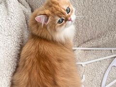 -爱洗澡的猫(望京店)