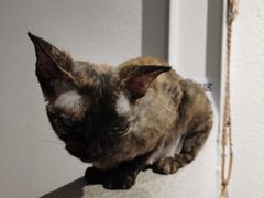 -琪喵猫屋·撸猫猫咖·猫舍