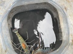 -DGE季风钓虾营地·团建·聚会