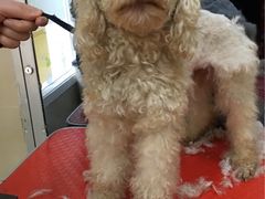 -芭比堂动物医院·犬猫全科·异宠专科(雁塔分院)