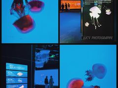 -上海海洋水族馆