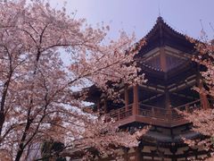 -西安青龙寺遗址景区