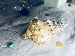 -青岛贝壳博物馆