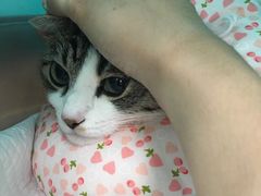 -申普宠物医院·心脏介入·心血管微创(总院)