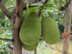 -中国科学院西双版纳热带植物园