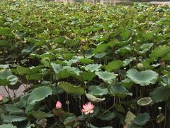 -荔湾湖公园