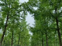 -汉长安城未央宫国家考古遗址公园