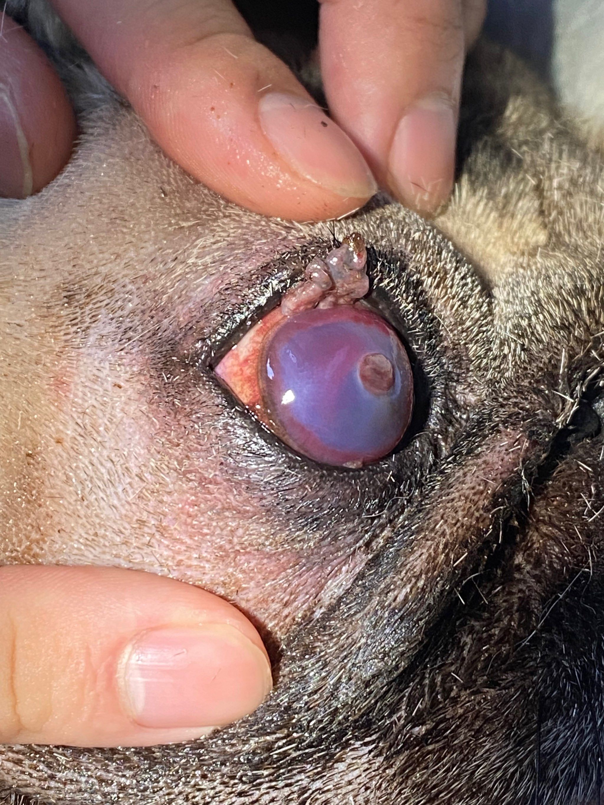 可爱的哈皮角膜穿孔连夜检查,加班加点抓紧