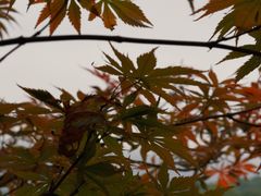 -紫金山天文台