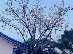 -白沙古井
