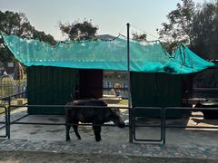-上海佘山世茂艾美酒店