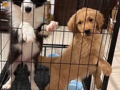 -乖乖宠物医院·猫科·骨科·24小时(云岗分院)