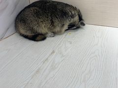 -浣熊柯尔鸭土拨鼠·电玩咖