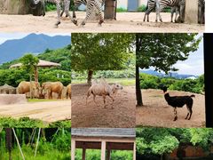 -杭州野生动物世界