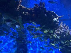 -海合安武汉极地海洋公园