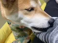 -逗柴咖啡屋·狗咖猫咖宠物桌游