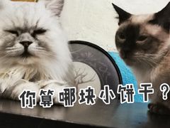 -猫小院猫主题咖啡厅(北锣店)