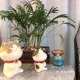 ☘️ZHOULIU周六☘️