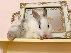 -猫猫幼稚园·撸猫·桌游·电玩