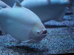 -正佳极地海洋世界