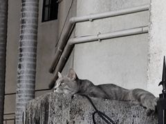 -猫岛主趣味餐厅(鼓浪屿店)