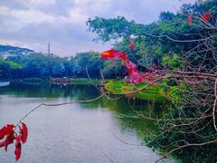 -深圳国际园林花卉博览园