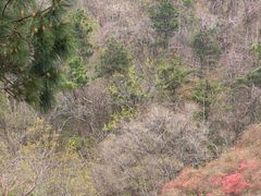 -木兰云雾山